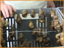 video "Héliciculteur : prendre l'escargot par les cornes !"